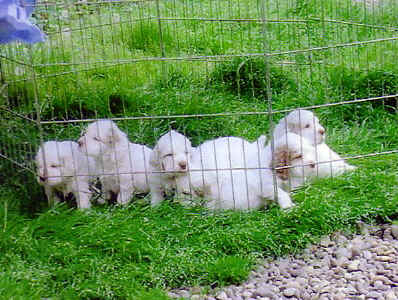 Image0365weeks.jpg (424722 bytes)