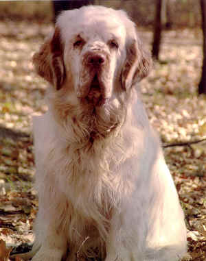 scan0003cd.jpg (402083 bytes)